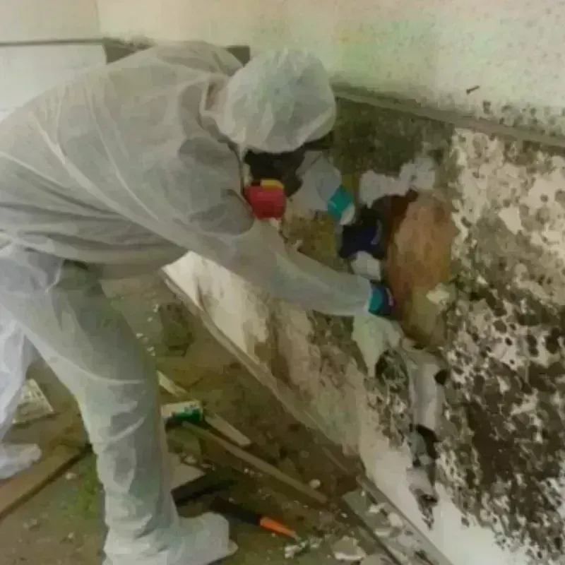 Mold Remediation and Removal in Brookings, SD